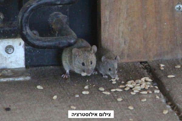 מכת עכברים