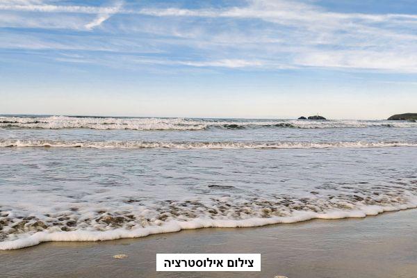 יצורים בחוף הים