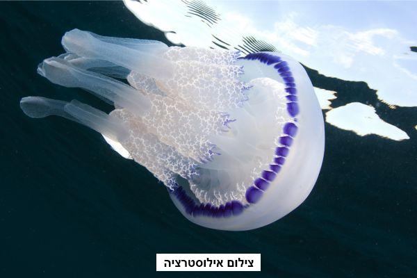 מדוזה