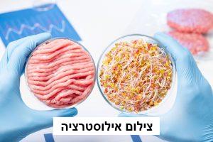 טכנולוג מזון